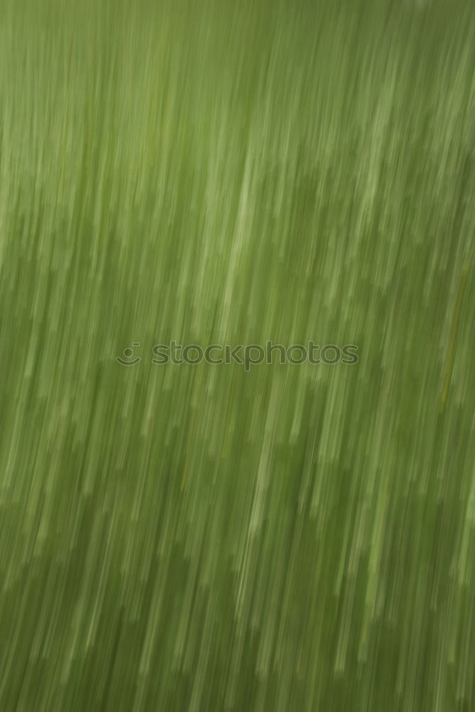 Similar – Image, Stock Photo grass Plant Grass Park