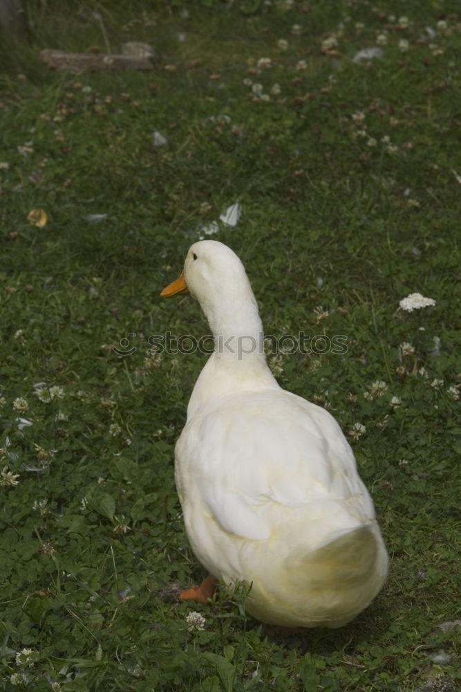 Similar – Image, Stock Photo Jolanda has release (1)