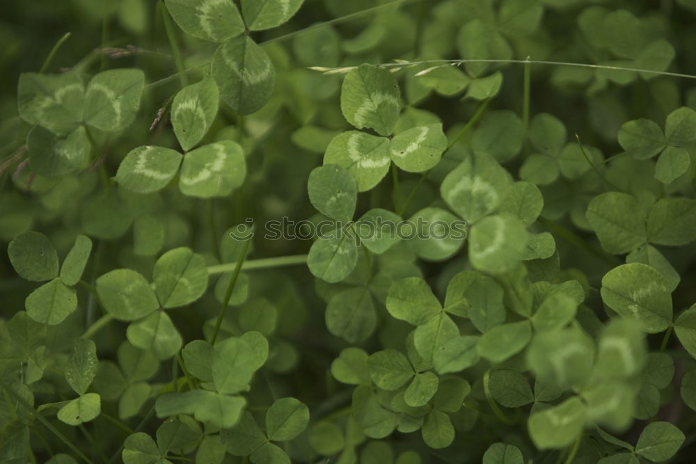 Similar – filigree Nature Plant Leaf