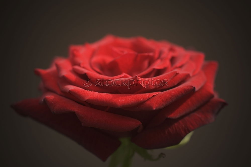 Similar – Red roses on a black background.