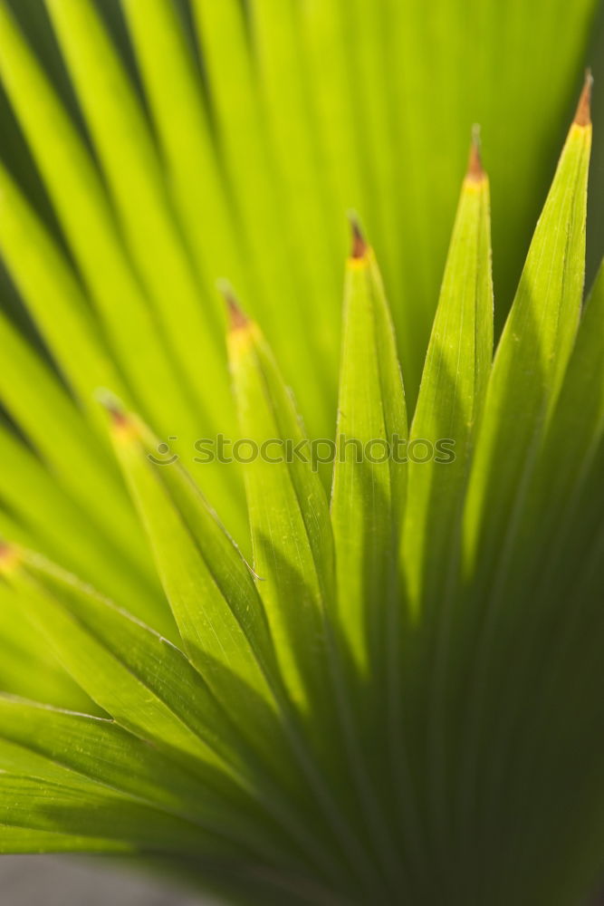 Similar – Green plant Plant Flower