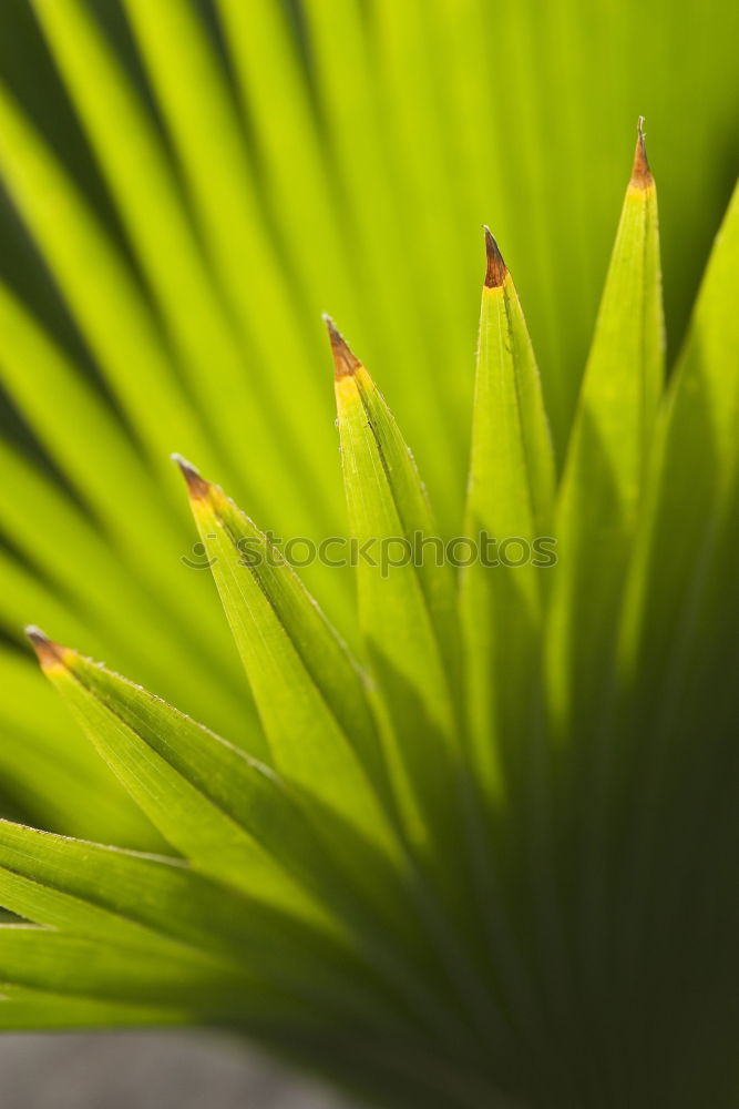 Similar – Green plant Plant Flower