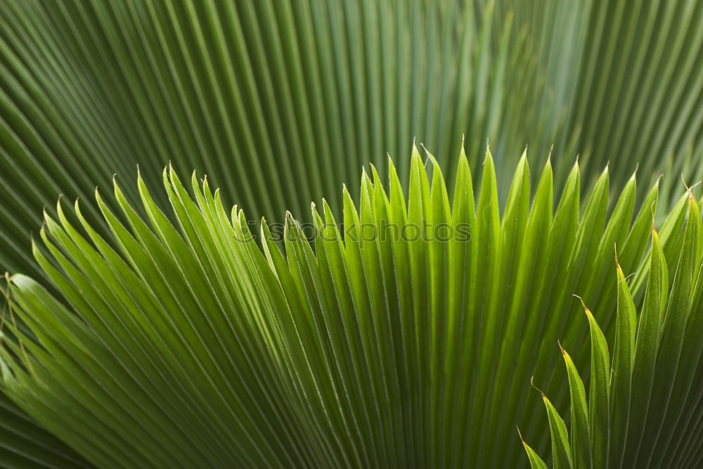 Similar – palm fronds Palm tree