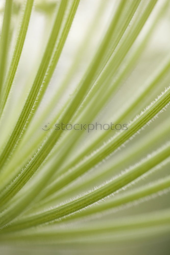 Similar – Image, Stock Photo lily of the valley II