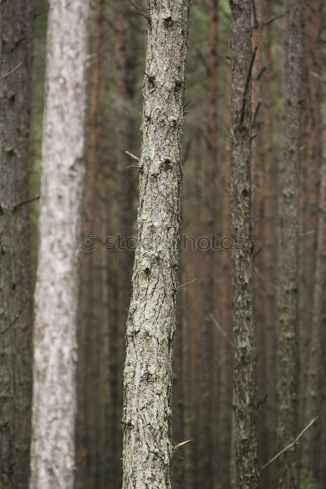 Similar – Image, Stock Photo Swedish birch grove