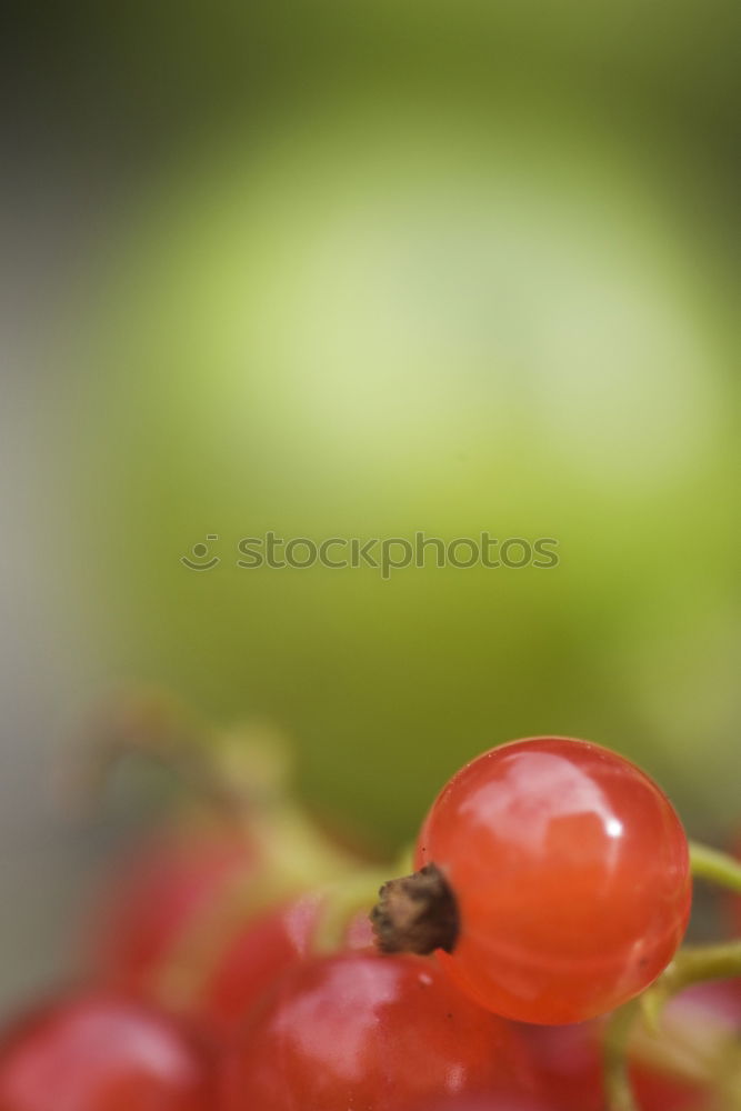 Similar – Chestnuts Physalis Quince