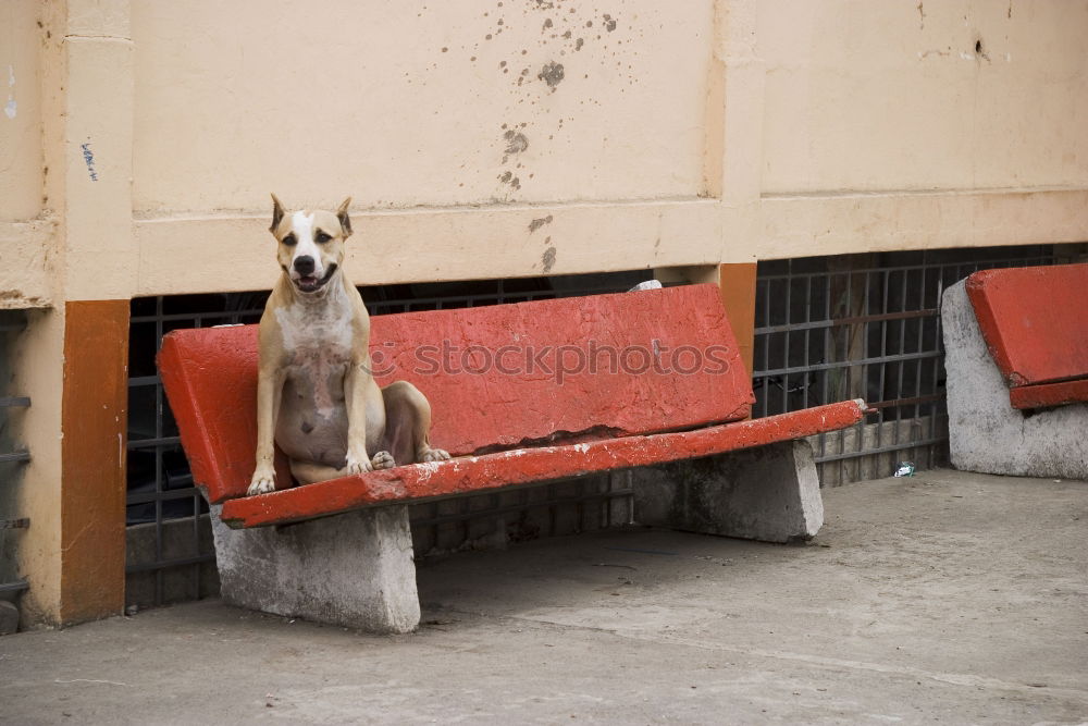 Similar – Image, Stock Photo Call Stanley Animal Dog 1