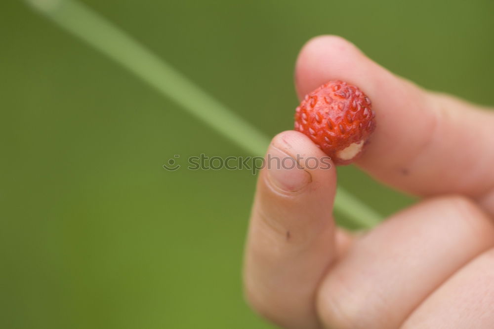 Similar – blackberry harvest Fruit