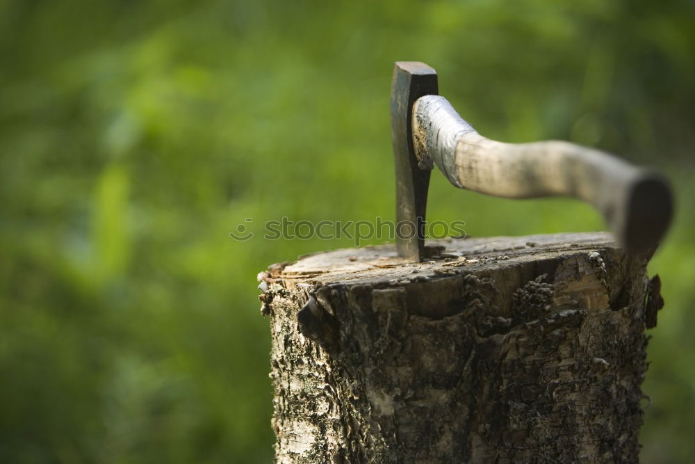 Similar – Nuthatch at the feeding place