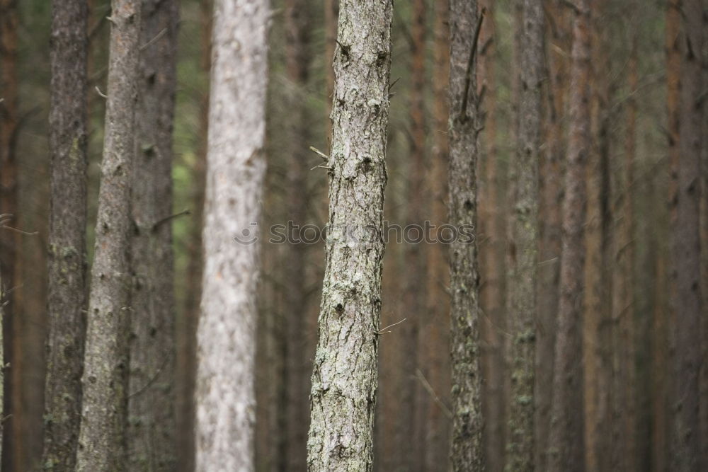 Similar – Image, Stock Photo The red ribbon Harmonious