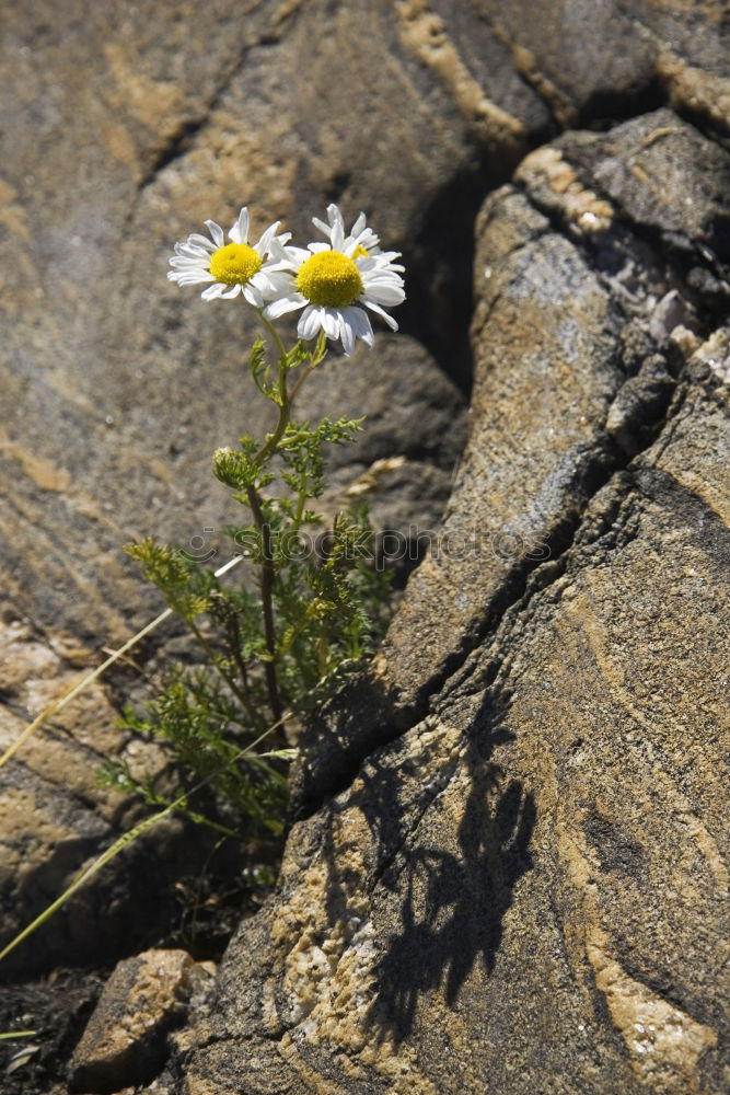 Similar – Image, Stock Photo [H08.2] Dog flower