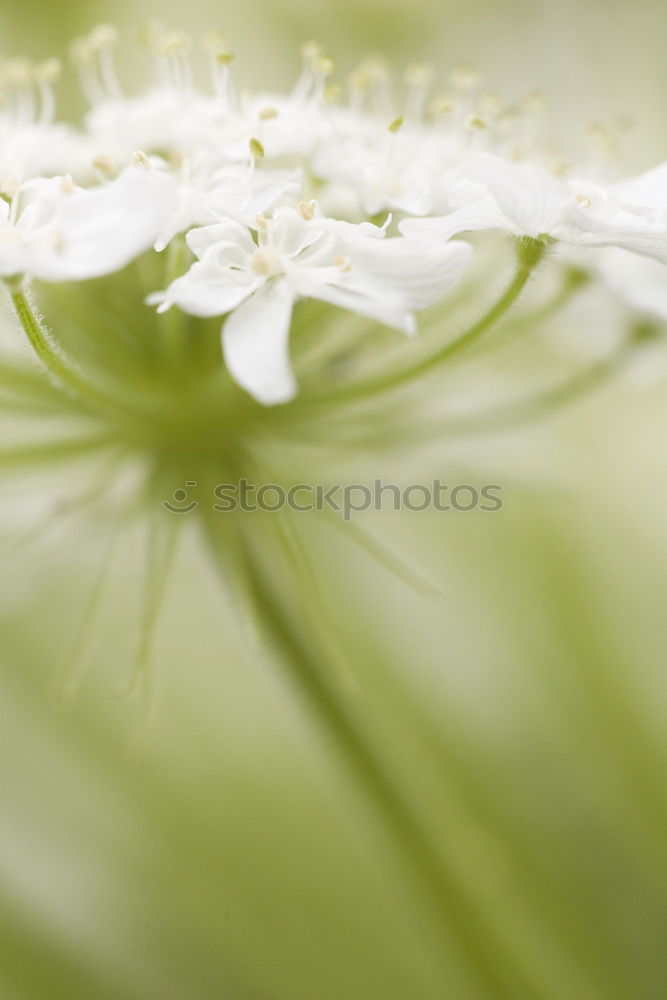 Similar – Image, Stock Photo blue-white-green Nature