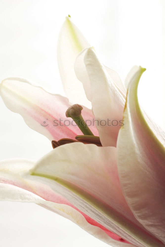 Similar – Foto Bild tulipa gesneriana Tulpe