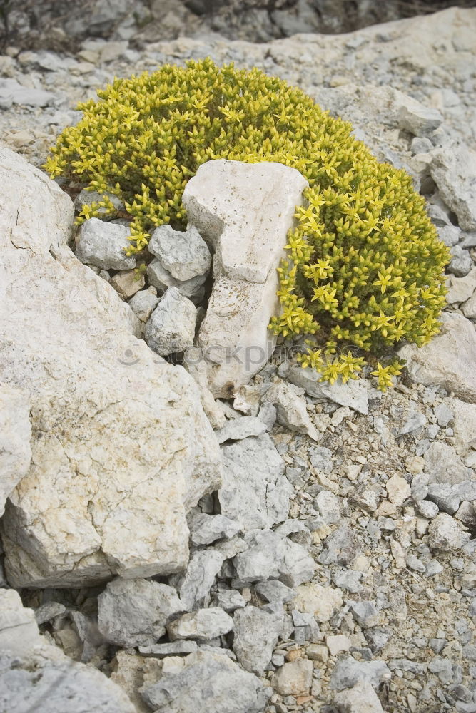 Similar – gelbe Blumen (Steinkraut) an einer Mauer