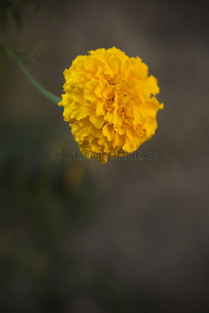 Similar – für Oma Astern Tagetes