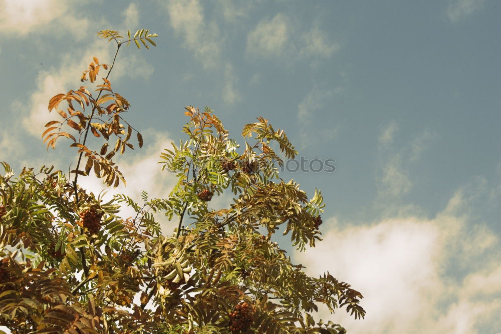 Similar – Foto Bild sommer vorm balkon Natur