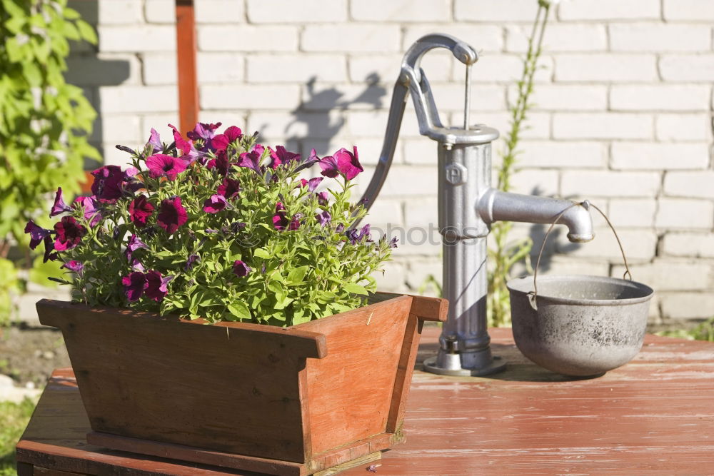 Similar – Image, Stock Photo geraniums Plant Flower