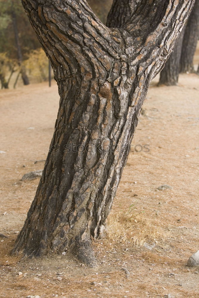 Similar – Foto Bild Tree II Baum