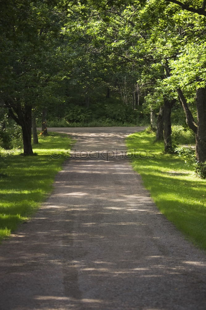 | steiniger weg Allee Baum