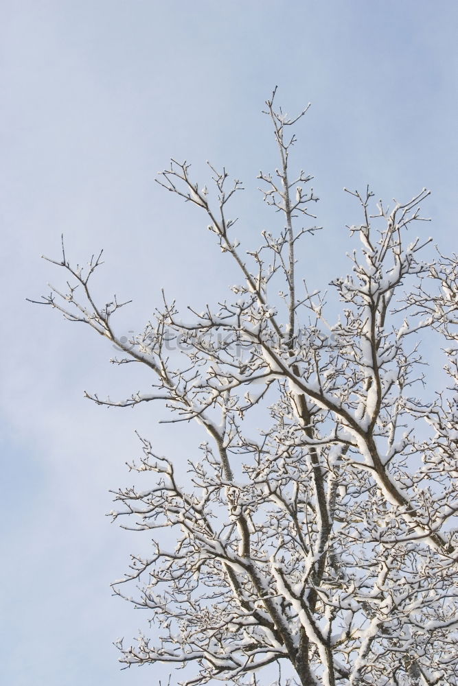 Similar – Foto Bild für Bèla Ausflug Winter