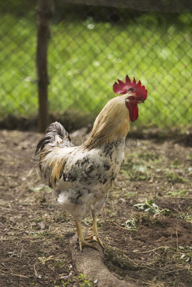 Similar – young hens chicken fowls