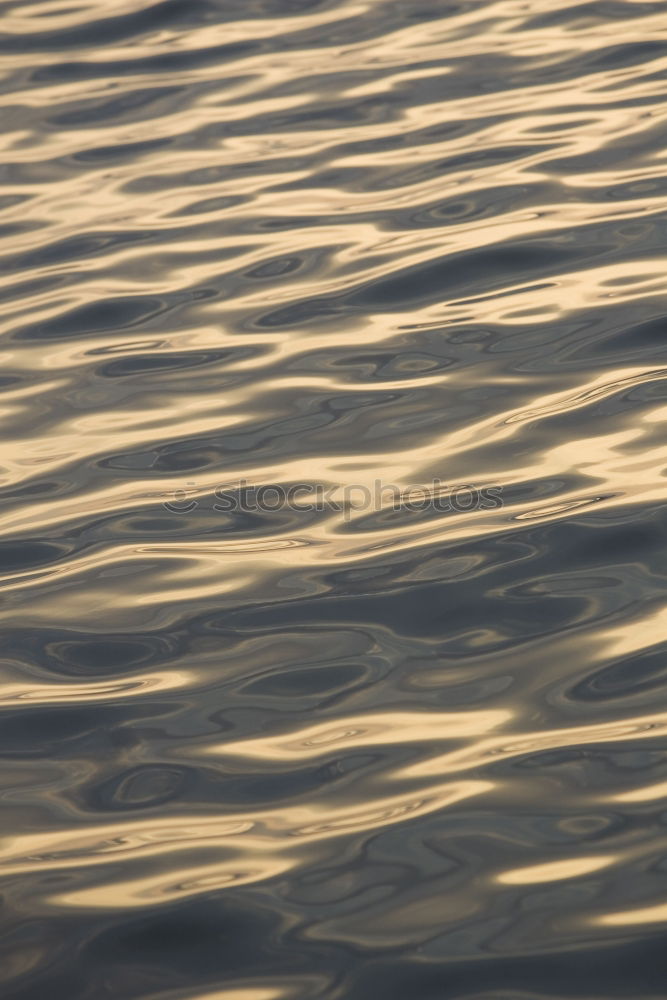 Similar – Image, Stock Photo rail shadow Animal Water