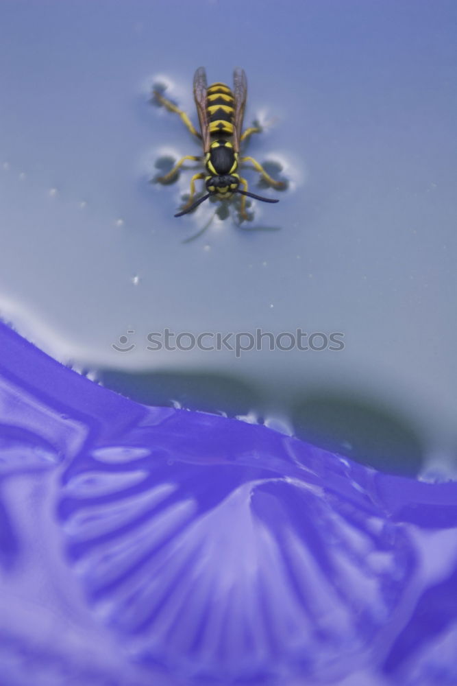 Similar – morning gymnastics Bee