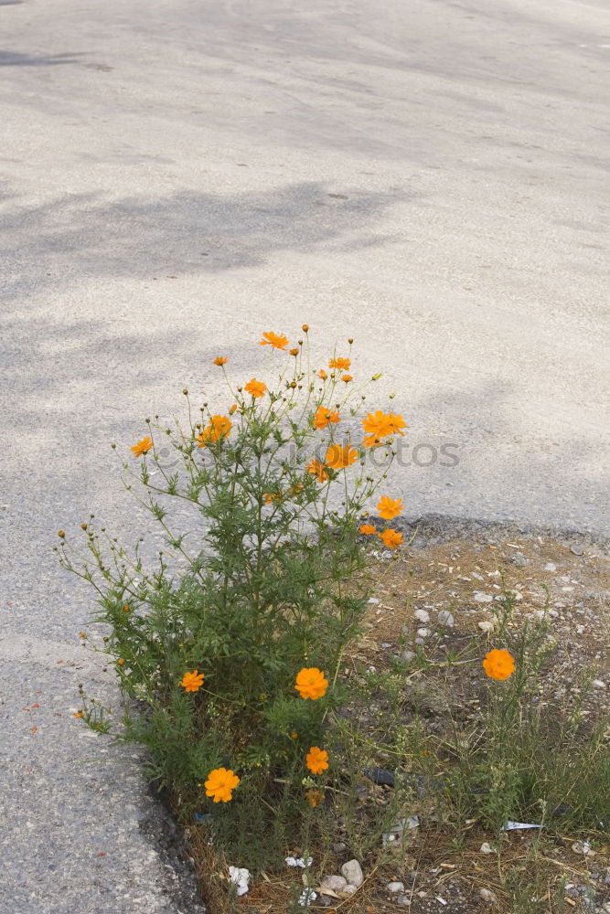 Similar – Image, Stock Photo cheerful to cloudy