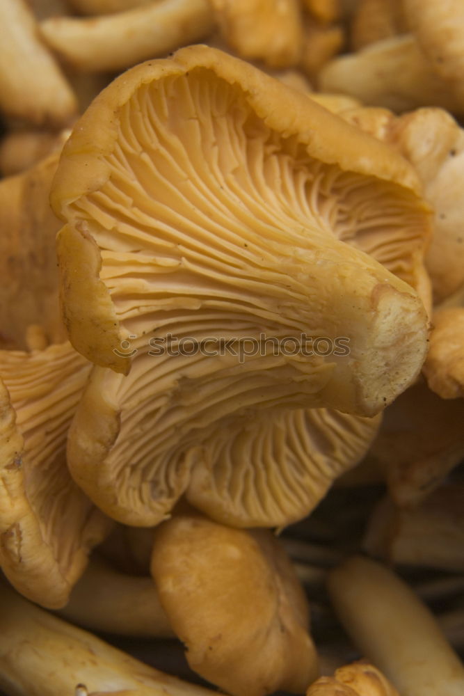 Similar – Image, Stock Photo chanterelles Chanterelle