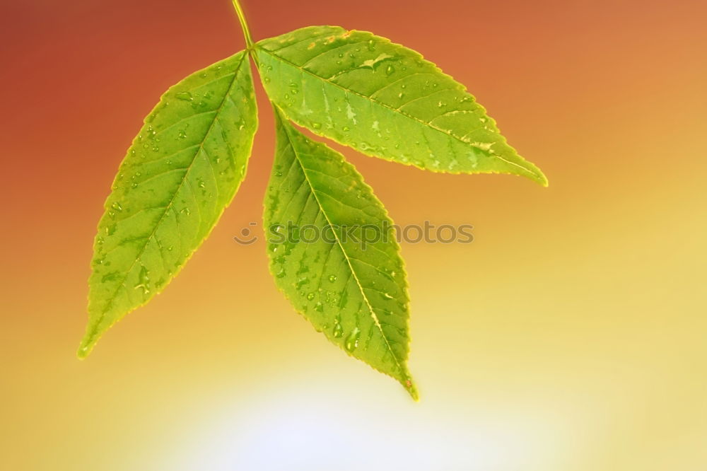 Similar – Image, Stock Photo three yellow leaves Plant