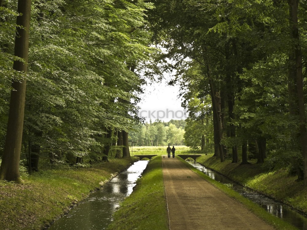 Similar – Spreewald ruhig Natur Wald