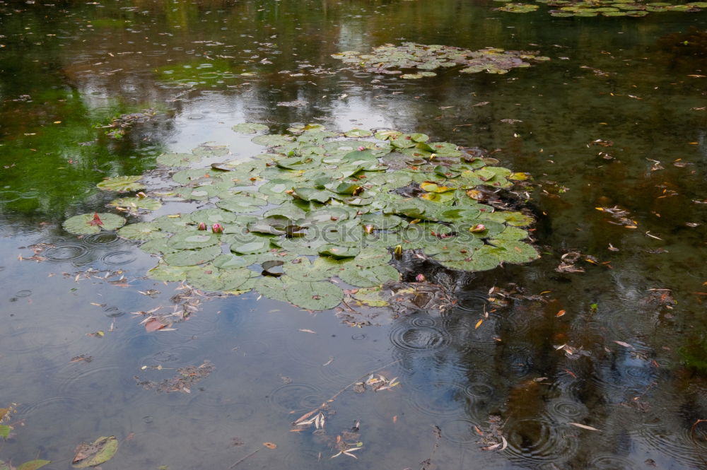 Similar – Image, Stock Photo Worst Autumn ever Leaf