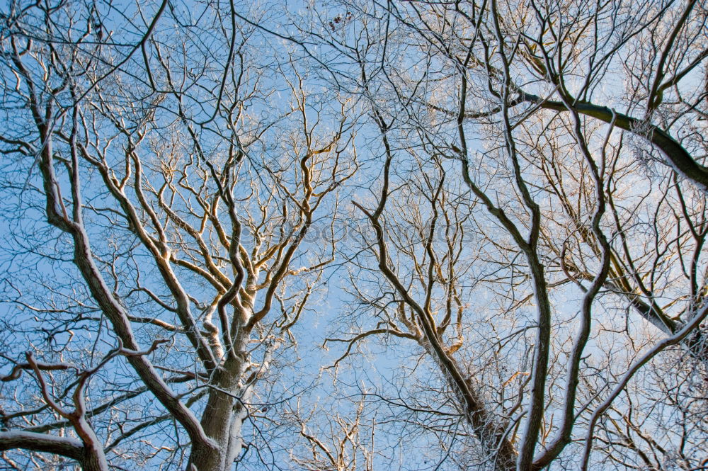 Similar – Siehst du die Sonne? Baum