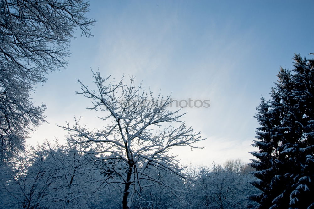 Similar – winter Natur Winter Klima