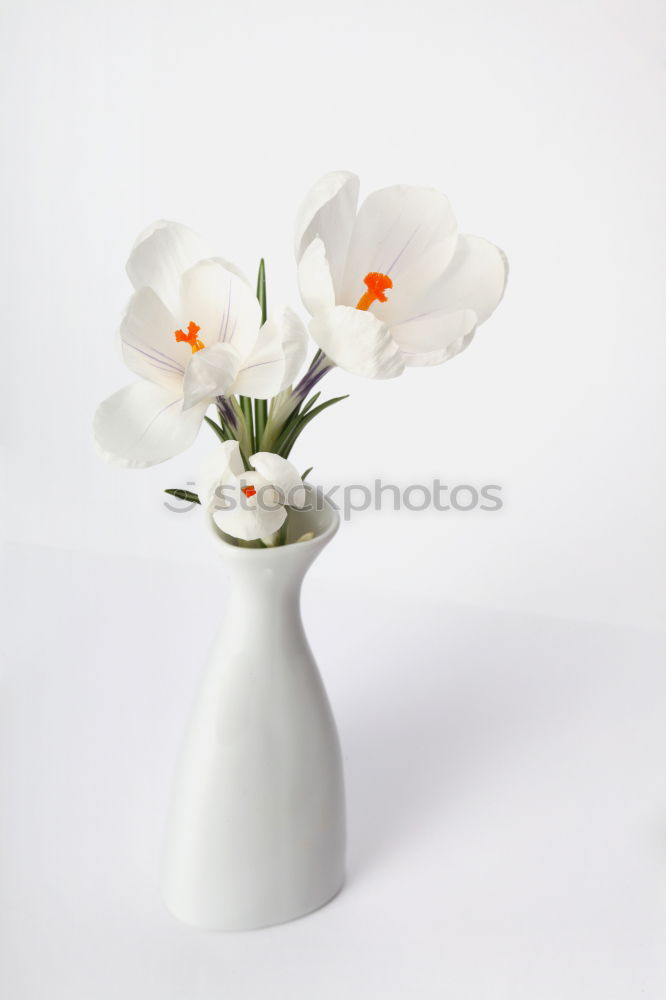 Similar – Image, Stock Photo white primrose in cup with water