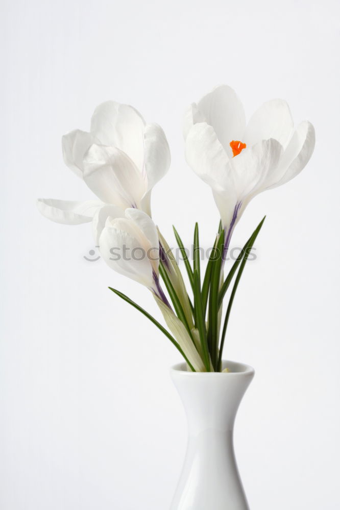 Similar – Image, Stock Photo white primrose in cup with water