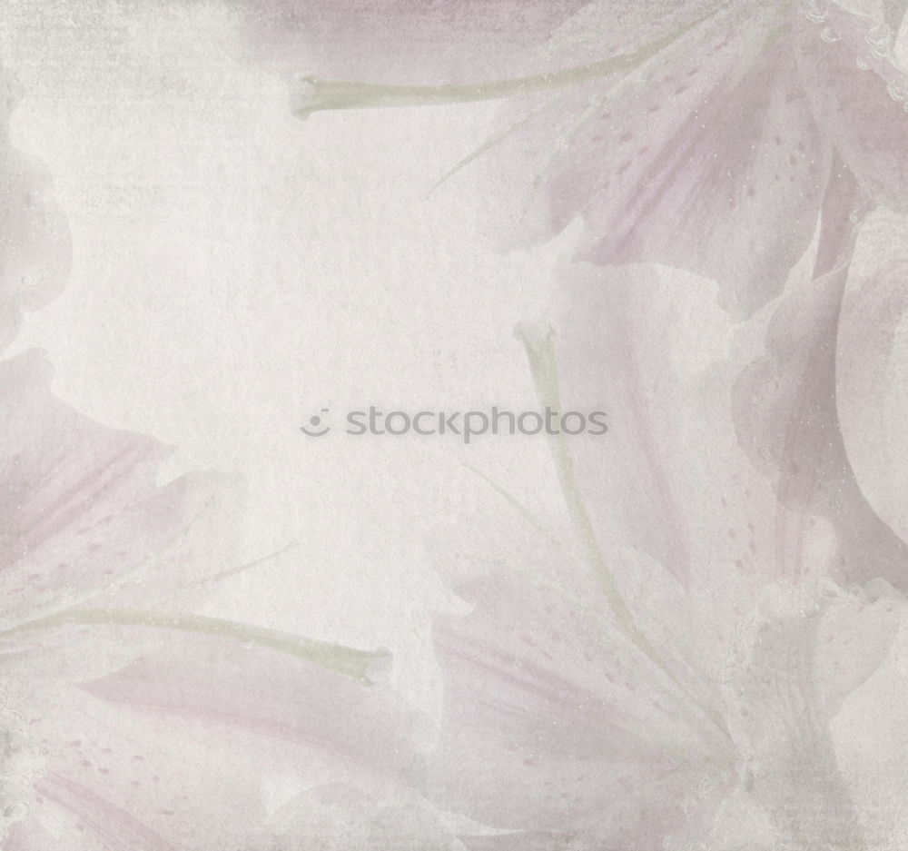 Similar – Spring background with carnations flowers and ribbons