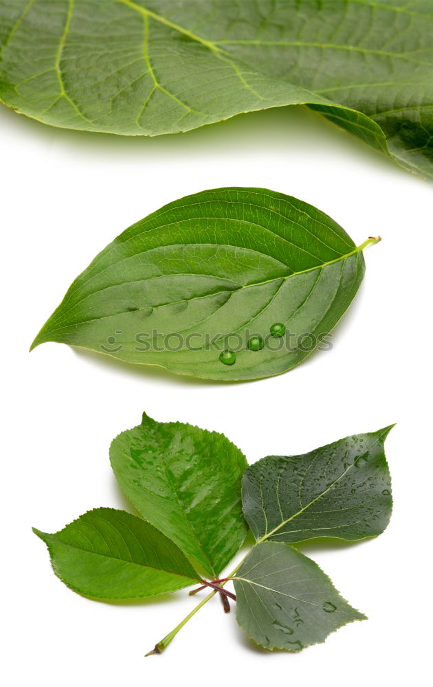 Similar – Image, Stock Photo Green leaves with drops of water