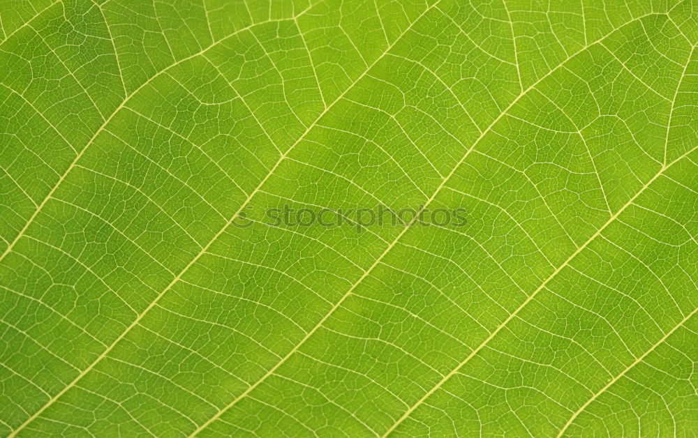 Similar – Image, Stock Photo leaf shadow in green Hosta