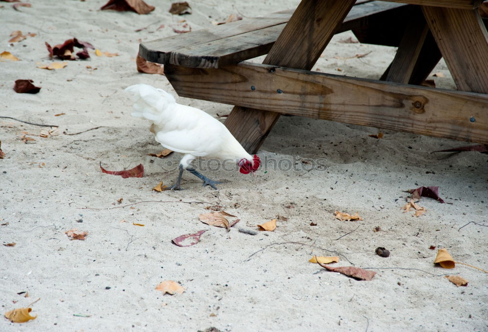 Similar – Foto Bild Möwenpick(nick) am Strand