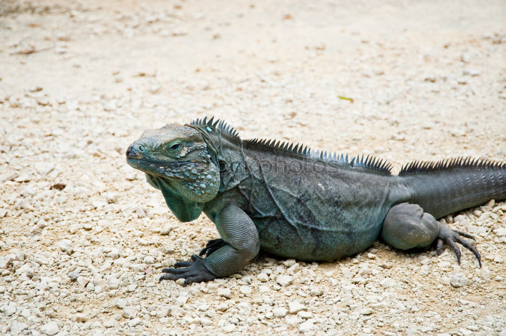 Similar – sea lizard Marine iguana