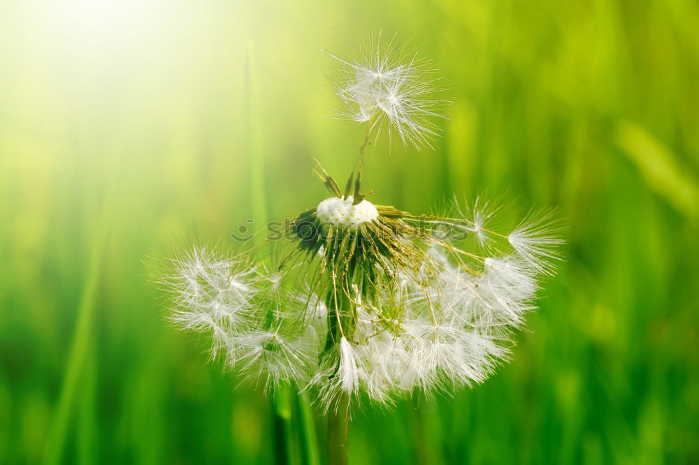 Similar – detail of a blue cornflower