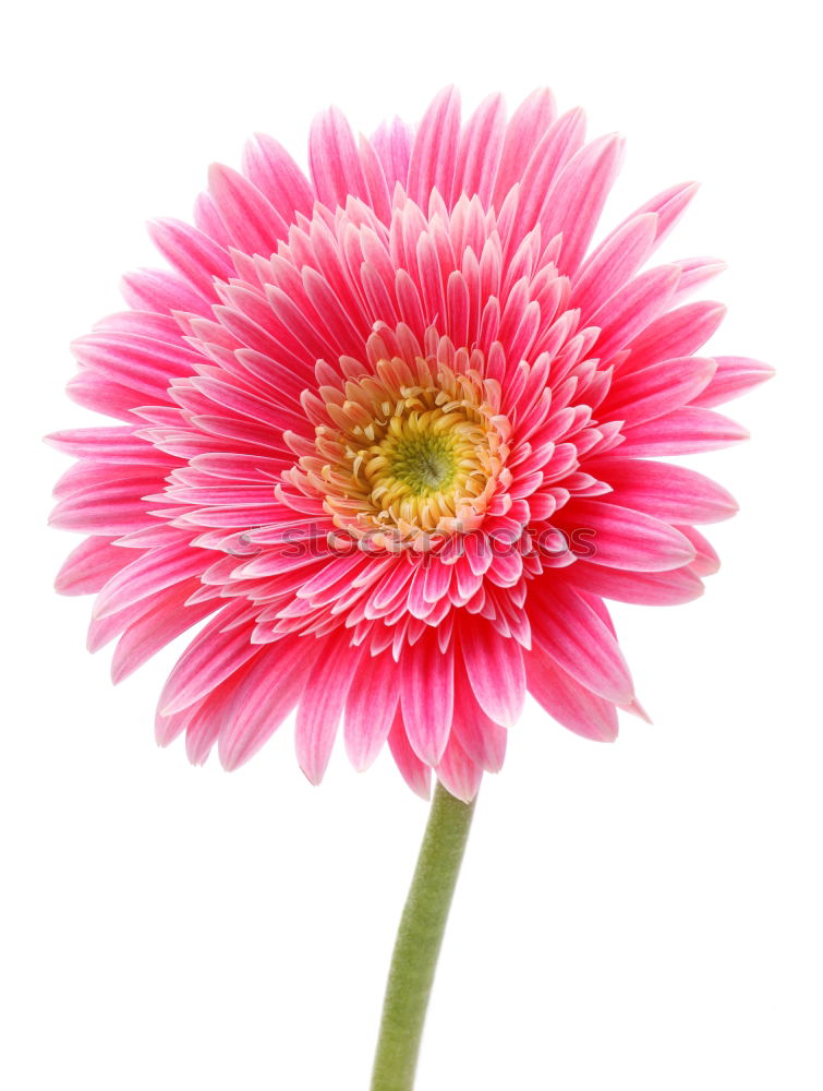 Similar – magenta flower II Blume