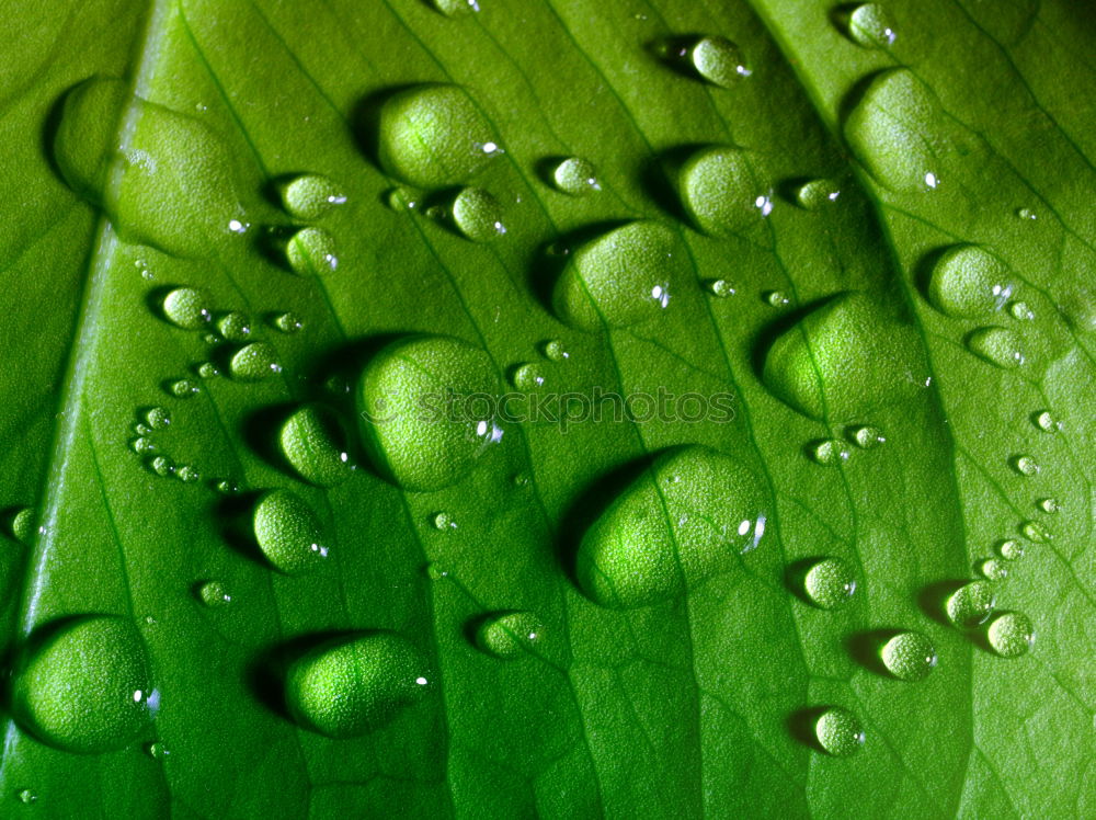 Similar – Image, Stock Photo dew drops Cold drink