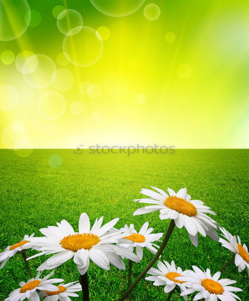 Similar – Image, Stock Photo close contact Animal Daisy