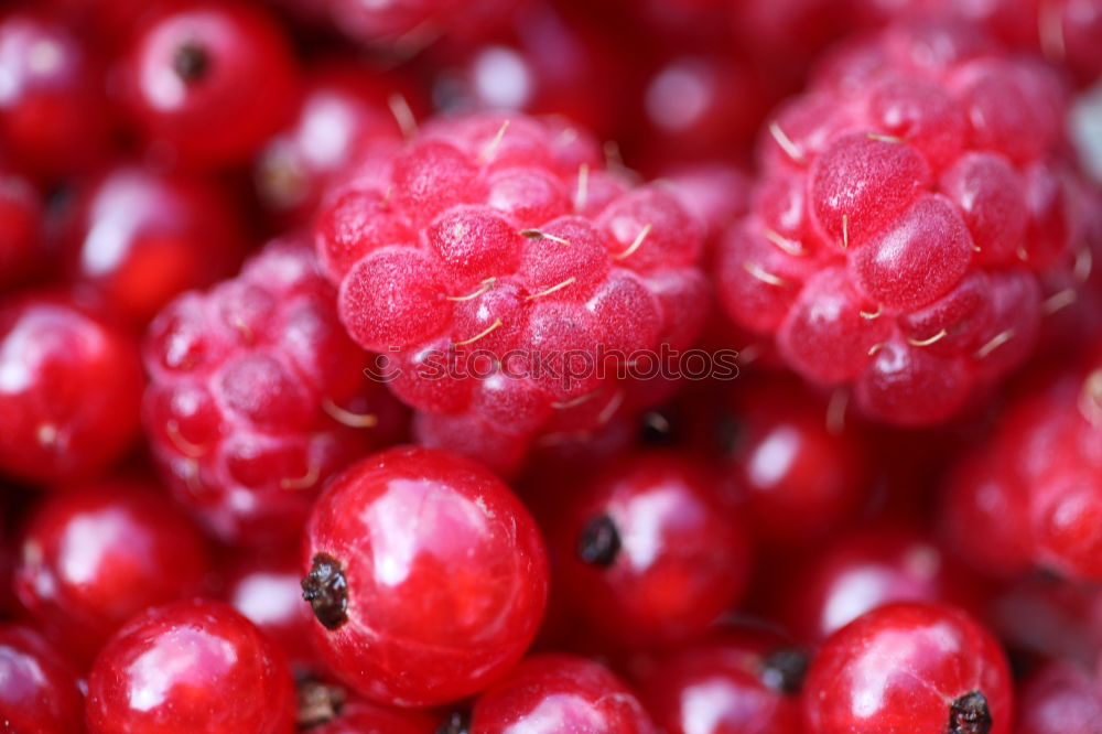 wild berries Food Fruit