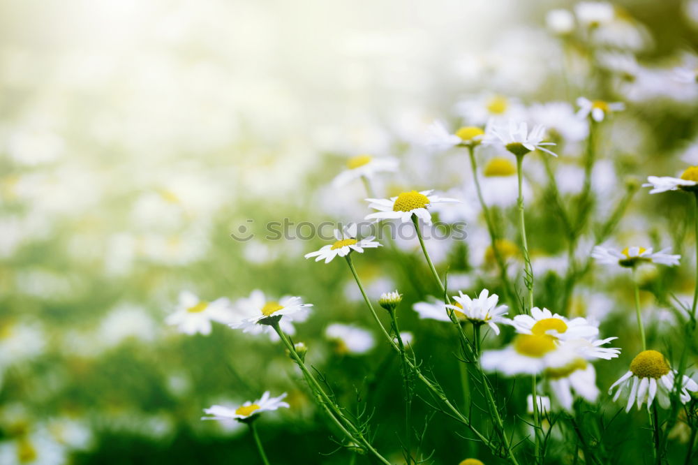 Similar – Image, Stock Photo grand Summer Spring May