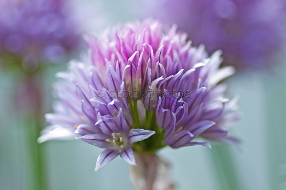 Similar – agapanthus or the colour purple