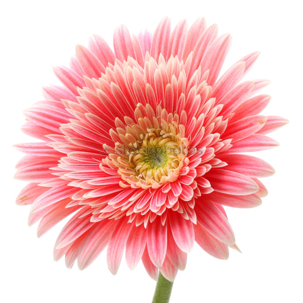 Similar – Image, Stock Photo gerbera Gerbera Flower