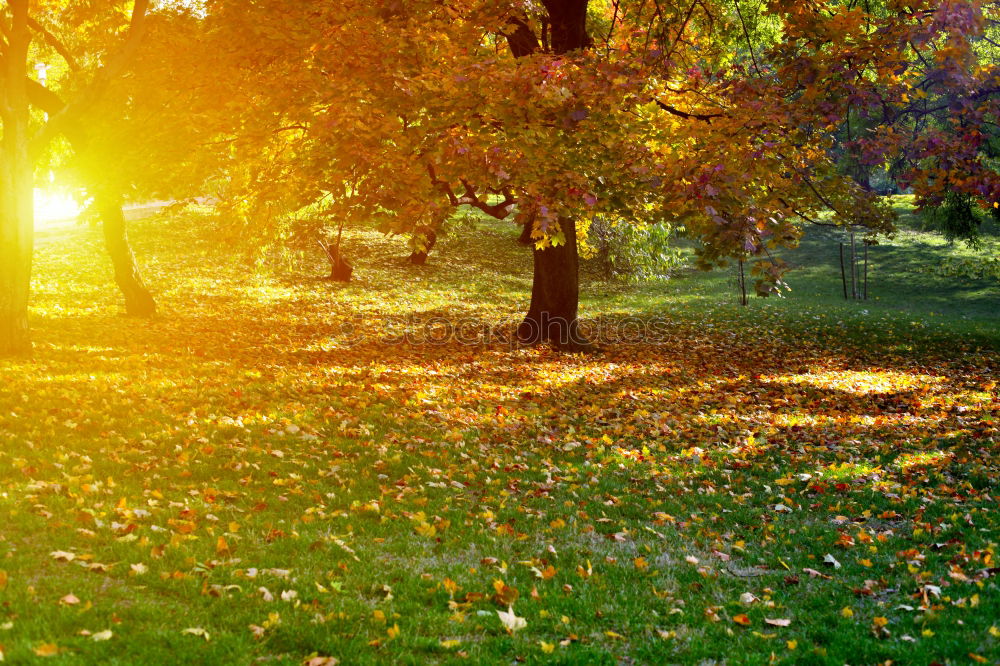 Abendstimmung Baum Park